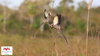 Tesoura-do-brejo  (Gubernetes yetapa)  Streamer-tailed Tyrant