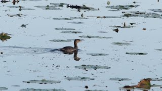 Pied-billed Grebe