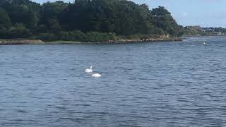 RENCONTRE IMPRÉVUE Avec 2 CYGNES 🦢 Sur la RIA D’ÉTEL ⚓️🌊