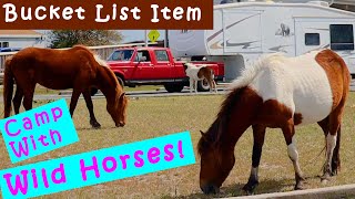 RV Camping with Wild Horses | Assateague Island National Sea Shore /State Park | Full Time RV Living