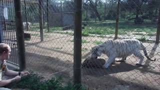 Tiger Tug-Of-War