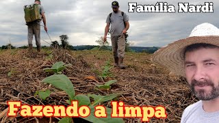 Começando fazer a limpeza da lavoura de fumo. Passando secante no fumo.