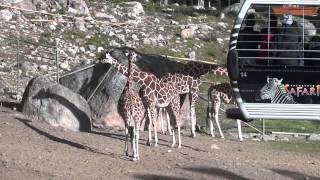 Safari with Giraffes in Kolmården Zoo!