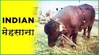 Indian bull breed (Mehsana) | Mahapashudhan Expo | Jalna | 2 Feb 2019 |