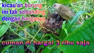 Burung ini bersuara merdu tapi kurang diminati