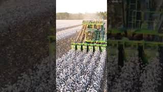 🚜#cottonfarming