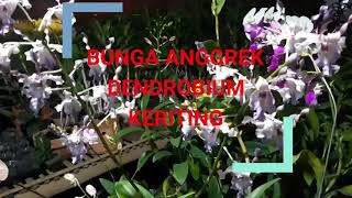 BUNGA ANGGREK DENDROBIUM KERITING