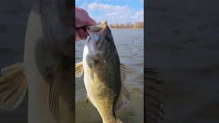 Releasing a nice fall Smallmouth Bass!