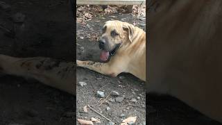 Boerboel lying down #dog #boerboel #shorts