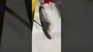 How to fillet a mahi mahi