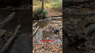 Small stream at Hemlock Gorge @dayhikingandherpingdudes