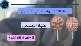 الجهاز العصبي | عملي التشريح العام | الجلسة العاشرة