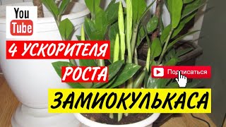 4 ускорителя роста ЗАМИАКУЛЬКАСА | Как поливать долларовое дерево | Замиакулькас 2022