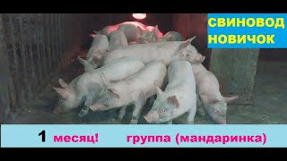 1 месяц 8-10 кг! группа откорма Мандаринка. Свиноводство!