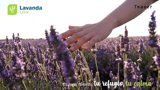 Abril - Lavanda Teaser