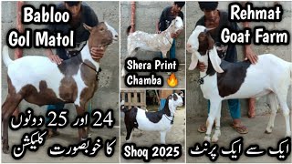 Aagya Or Chaa Gaya. Rehmat Goat Farm. 2024 Or 25 Dono K Vvip Bakray. Gulabi lalukhet Mandi liyari.