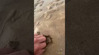 This Man Found Something Lurking Beneath The Sand  #shortvideo  #interestingvideos