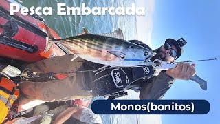 Pesca Embarcada - Monos/bonitos (Sarda chiliensis) y otras especies