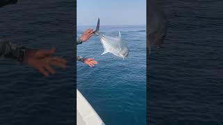 Catch and release Giant Trevally on slow pitch jigging #shorts