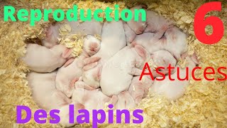 reproduction des lapins (taux des portes)