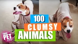 100 Super Clumsy Animals | Funny Animal Videos - December 2018