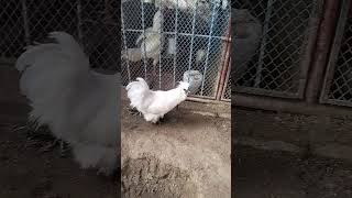 Silkie Breed of Hen