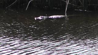 Little Mama Gator on a sunny afternoon