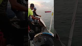 Ikan Pari Rimau...😍 #shorts #short #viral #youtubeshorts #like #shortvideo #nelayan #laut #foryou