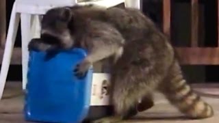 Funny Raccoon try to Open the Bin!