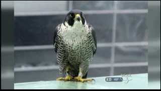 11/17/13 WCAX Peregrine Falcons Study