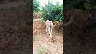 #donkey mating Enjoying  #youtubeshorts #shorts