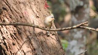 Taiga Flycatcher