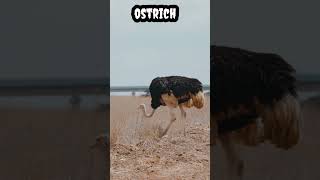 ostrich #shorts #viral #trending