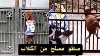 (فيديو كوميدي) سطو مسلح من الكلاب عصابة الكلاب #ناشونالجوغرافيك #كلاب #كلاب_مضحكة #سونا