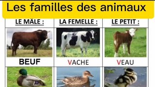 Les animaux de la ferme #les_familles_des_animaux#cp #projet_de_classe#le_mâle#la_femelle#le_petit