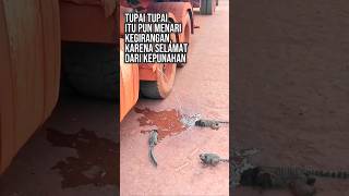 Sopir Truck Selamatkan Hewan dari Kepunahan. #respect #amazing #savetheworld