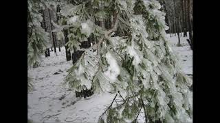 Зимний дождь. Дорога в лесу после зимнего дождя.