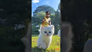 cute #viral #shorts #cat