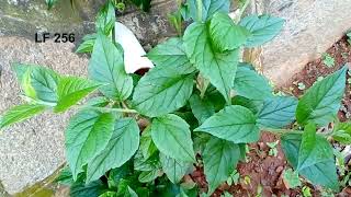 English Name Microglossa Pyrifolia Luganda Name Akafugankande Kafugankande