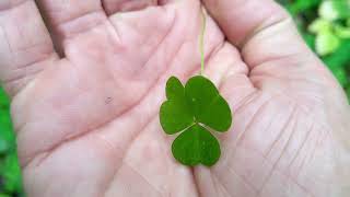 Wood Sorrel - Foraging UK -