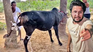 नयी गौमाता चलाती है ख़तरनाक लाते😱😱😱 #baawalechorevlogs #cowvlog #baawalechorenewcow #desicow