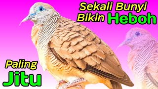 PERKUTUT LOKAL GACOR suara kecil - HITUNGAN DETIK LANGSUNG RAME (PENGUNDANG BUNYI) 100%AMPUH