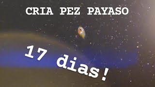 LARVAS PECES PAYASO con 17 DIAS | Ya le sale color? #6