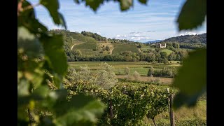 Collio 2019: grande Friulano, ottimo Pinot Bianco, Pinot grigio molto... grigio