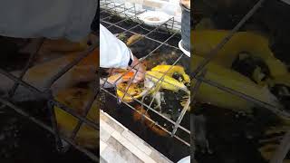 ikan makan siang #short #shorts #shortsvideo #shortvideo #haidarstory #videoanak #ikan #ikanhias