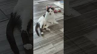 Cat in shock #viral #funny