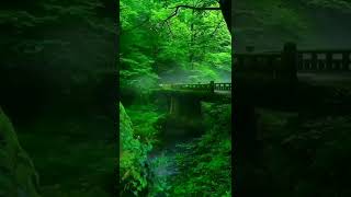 Nature | China forest village, Birds singing, Nature music, Nature 4k videos | Short video