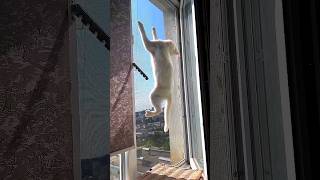 Опасный трюк без страховки! #shorts #animals #cats #кошки #опасный трюк