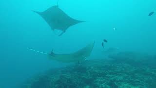 Secret Paradise Maldives Manta Ray Diving