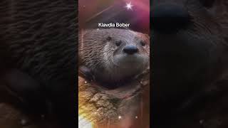 Klavdia Bober #mashup #boberkurwa #bober #klavdiapetrivna